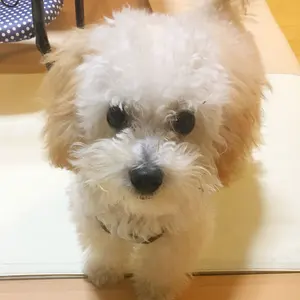 ブライスアイチップno✴︎662new☆✴︎クリアタイプ - メルカリ