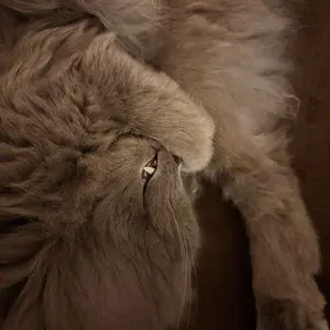 窓辺の猫 額装済み 鉛筆絵/デッサン - メルカリ