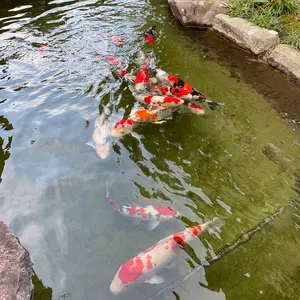 ファミコンウォーズDS 失われた光（海外版、本体のみ） - メルカリ