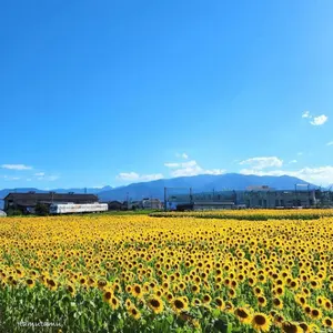 明星大学 通信教育 教科書 小学校一種、二種免許 - メルカリ