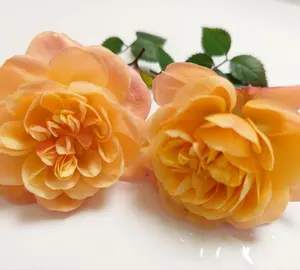 2780円 ミニ バラ 薔薇 苗 コーヒー オベーション PVP 正規品 3号 2780円 ミニ バラ 薔薇 苗 コーヒー オベーション PVP 正規品 3号