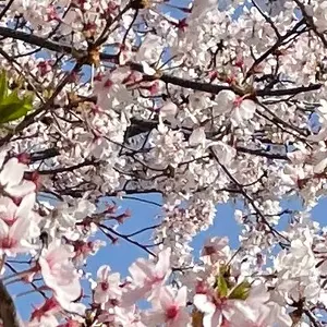 半袖】あんスタ 告白気球 コラボ パジャマ 風早巽 - メルカリ