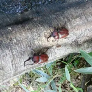 北海道旭川家具 大雪工藝 和タンス／着物タンス 観音開き - メルカリ