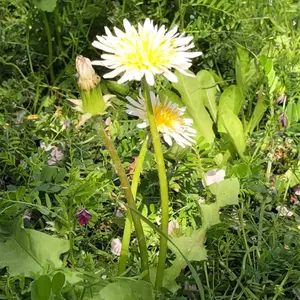 いんくるストアー