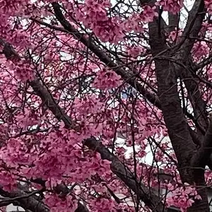 OVAL VISION タッチパネル式 中周波・高周波治療器 - メルカリ