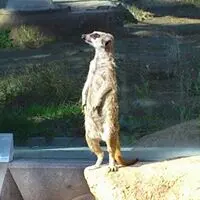 メルボックス あずまんが大王 ペンギンちよ ガレージキットイベント