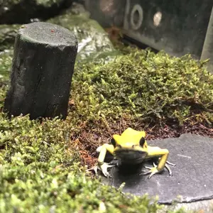 YA-MAN ダブルピーリングプロ IB-36P-2 - メルカリ