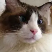 釣研 エイジア ウキ セット グレ ダイワ シマノ がまかつ 釣研 エイジア ウキ セット グレ ダイワ シマノ がまかつ