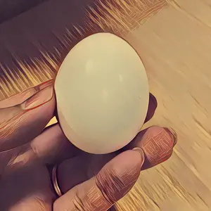 琉球卵