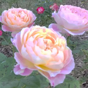 イタリア アマルフィ ポジターノ 風景画 ヨーロッパ 地中海 水彩画 版画 絵画 イタリア アマルフィ ポジターノ 風景画 ヨーロッパ 地中海