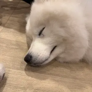 コンプリートデンチャーテクニック 第6版 - メルカリ