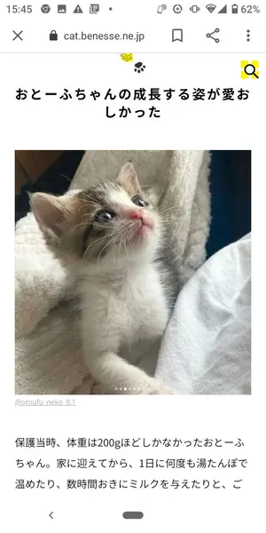 非売品　限定 ヤオコー　ヤッポー　ぬいぐるみ　18センチ タグつき 新品未開封 非売品 限定品 ヤオコー ヤッポーぬいぐるみ 18センチ タグつき