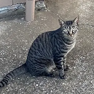 地球の歩き方 46 ソ連 '89版 - メルカリ