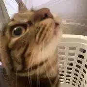 FOGBOUND 2017 TOUR フード付きジップアップ XL - メルカリ