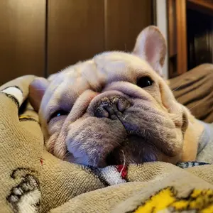 INI 西洸人 藤牧京介 顔アクキーセット - メルカリ