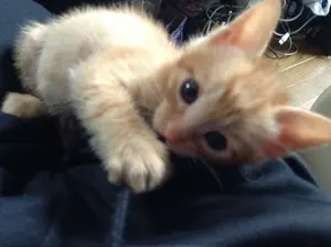 22EXSENCE DC XG シマノフルメンテナンスコース オーバーホール済み