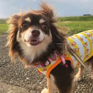 エムホールデム ブルーロック mSOP 300 優勝 トロフィー アクリル