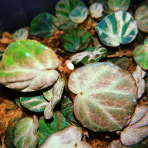 20s フランス軍 ボージョンパンツ インディゴコットンヘリンボーン