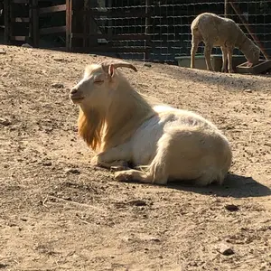 シルバー アコーディオン財布Yuich Tachikawa 新品未使用 - メルカリ