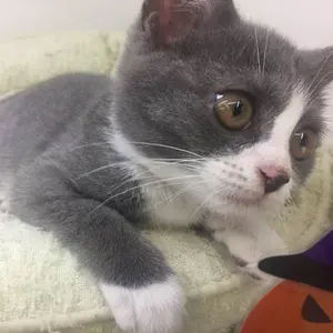 柴田勝家根付金 古銭 アンティーク品 古物 コレクション - メルカリ