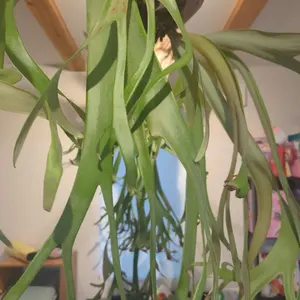 ビカクシダ ウィリンキーロール ワイルド 壁掛け 大きい観葉植物 