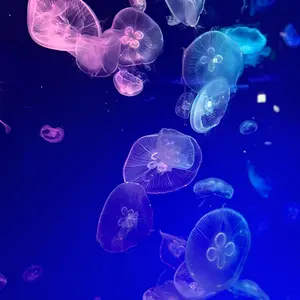 ☆かずぅにゃん☆
