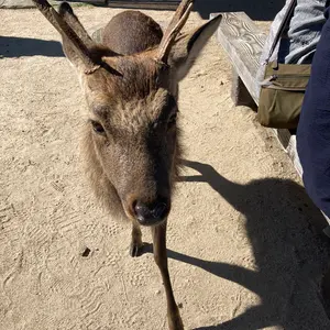 シ*那様 完全未使用極美品カシオエディフィス 国内正規品 ECB-2000YTP シ*那様 完全未使用極美品カシオエディフィス 国内正規品 ECB