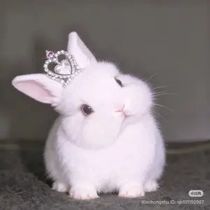 チョコレート型 （硬質） 半球 30mm モールド チョコレートワールド