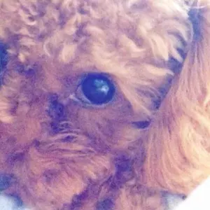 雪だるま❄️即購入OK！！