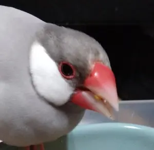 全塗装完成品】1/144 ラウンド・バーニアン・バイファム ／整備