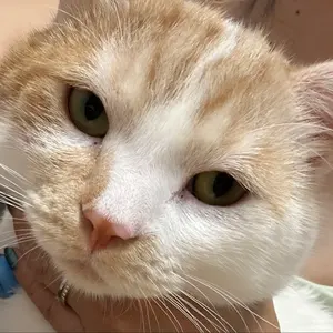 K a プロフィールご確認ください