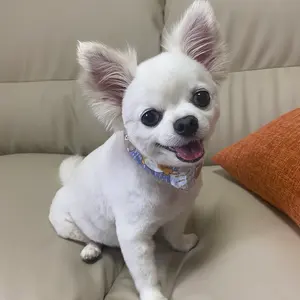 フランダースの犬 おはなしネロ トーキング - メルカリ