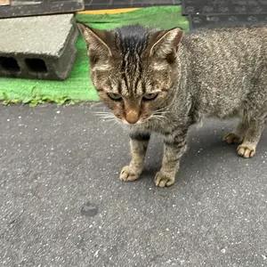 PSA10/未開封BOX‼️】 ポケカ まとめ売り マスボミラー コレクション