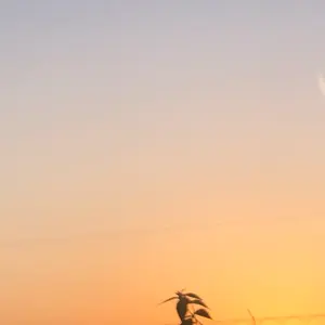 ゆき　即購入可