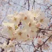 名探偵コナン セガラッキーくじ ぬいぐるみマスコット 中森青子 黒羽快