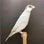 激レア】CHRISTOFLE クリストフル プレゼンテーションプレート 2