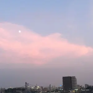 タバスコ猫