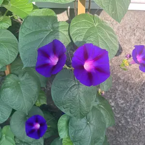 オブセッションツアーパール 15ポンド2オンス Viseグリップ付 - メルカリ