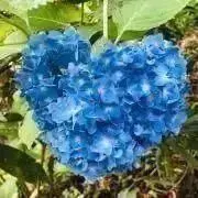 ★茶道具/木工芸！蔓梅擬 地金 香合！『最上 隆岳』作！共箱/共布/栞付！★ ☆茶道具/木工芸！蔓梅擬 地金 香合！『最上 隆岳』作！共箱/共布/栞付