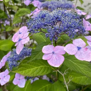 LOGOS(ロゴス) ブラックホール デカゴン ドームテント　限定モデル 新品未開封】ロゴス) LOGOS ブラックホールデカゴン テント 限定