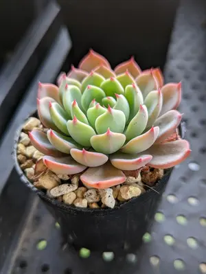 多肉植物 エケベリア 花月夜xチワワエンシス 抜き苗 - メルカリ