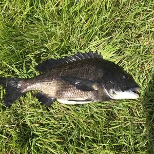 がまかつ インテッサG-5 0.6号 穂先 - メルカリ