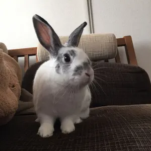 ケテクルーゼ　ドイツ製　くたくた犬ぬいぐるみ ベージュ 赤いリボン付き ケテクルーゼ ドイツ製 くたくた犬ぬいぐるみ ベージュ 赤い