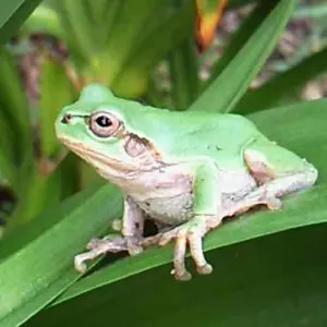 た*ん様 ツナ缶オマージュ 自動巻き ステンレススチール サファイア
