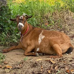 ブロスタ 桜スパイク キャップ レジェンドレア - メルカリ