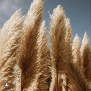 GIGI ジジ ゴールド ライン ホワイト パール ピアス 18K ダイヤモンド