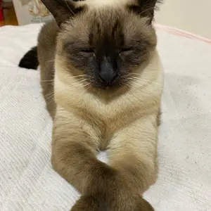 PSA10 伊草ハルカ 正月 SP サイン ブルーアーカイブ ヴァイスシュヴァ