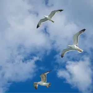 10/5(日)までお値下げ】SUGER ROSE フォックスファー ジレ - メルカリ