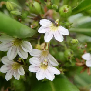 ハワイで購入した40×32センチのウッド額縁。2枚セットで - メルカリ