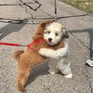 あっぷる